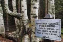 Береза - 12 апостолов. Чудо природы