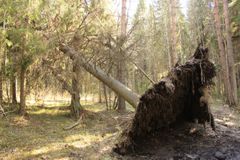 Карельские дебри