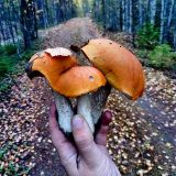 Грибы в Карелии