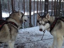 Хаски