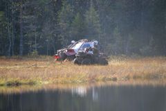 Водомерка