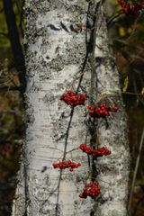Вепсский лес
