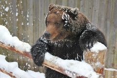 Зоокомплекс Три медведя